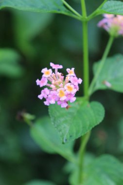 duvar kağıdı ve arkaplan için yeşil, kırmızı, beyaz, mor, pembe çiçeklerin güzel manzara resimleri