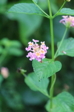 duvar kağıdı ve arkaplan için yeşil, kırmızı, beyaz, mor, pembe çiçeklerin güzel manzara resimleri