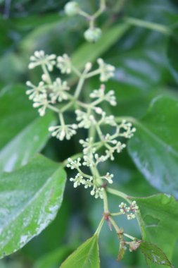 duvar kağıdı ve arkaplan için yeşil, kırmızı, beyaz, mor, pembe çiçeklerin güzel manzara resimleri