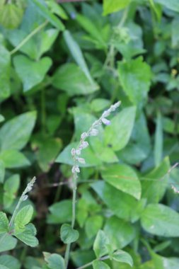 duvar kağıdı ve arkaplan için yeşil, kırmızı, beyaz, mor, pembe çiçeklerin güzel manzara resimleri