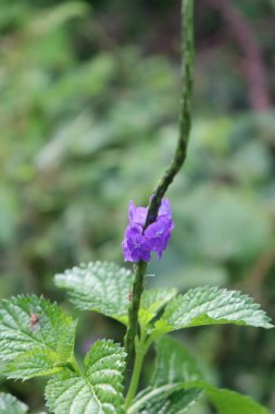 duvar kağıdı ve arkaplan için yeşil, kırmızı, beyaz, mor, pembe çiçeklerin güzel manzara resimleri