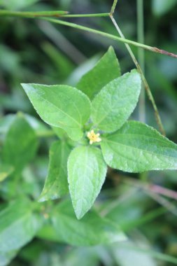 duvar kağıdı ve arkaplan için yeşil, kırmızı, beyaz, mor, pembe çiçeklerin güzel manzara resimleri