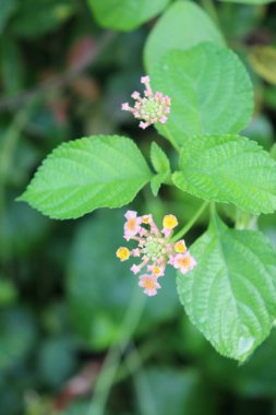 duvar kağıdı ve arkaplan için yeşil, kırmızı, beyaz, mor, pembe çiçeklerin güzel manzara resimleri
