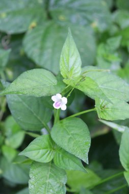 duvar kağıdı ve arkaplan için yeşil, kırmızı, beyaz, mor, pembe çiçeklerin güzel manzara resimleri