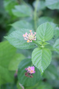 duvar kağıdı ve arkaplan için yeşil, kırmızı, beyaz, mor, pembe çiçeklerin güzel manzara resimleri