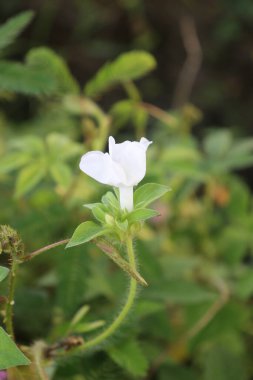 duvar kağıdı ve arkaplan için yeşil, kırmızı, beyaz, mor, pembe çiçeklerin güzel manzara resimleri