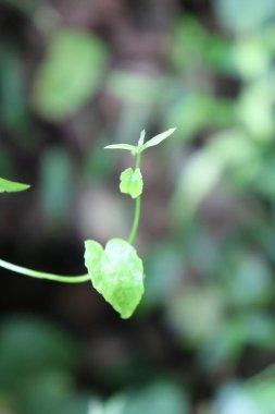 duvar kağıdı ve arkaplan için yeşil, kırmızı, beyaz, mor, pembe çiçeklerin güzel manzara resimleri