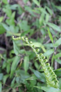 duvar kağıdı ve arkaplan için yeşil, kırmızı, beyaz, mor, pembe çiçeklerin güzel manzara resimleri