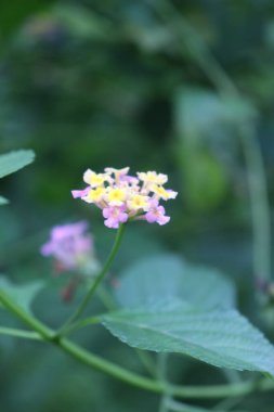 duvar kağıdı ve arkaplan için yeşil, kırmızı, beyaz, mor, pembe çiçeklerin güzel manzara resimleri