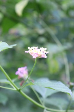 duvar kağıdı ve arkaplan için yeşil, kırmızı, beyaz, mor, pembe çiçeklerin güzel manzara resimleri