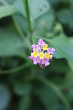 duvar kağıdı ve arkaplan için yeşil, kırmızı, beyaz, mor, pembe çiçeklerin güzel manzara resimleri