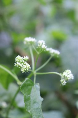 duvar kağıdı ve arkaplan için yeşil, kırmızı, beyaz, mor, pembe çiçeklerin güzel manzara resimleri