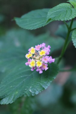 duvar kağıdı ve arkaplan için yeşil, kırmızı, beyaz, mor, pembe çiçeklerin güzel manzara resimleri