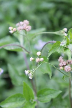 duvar kağıdı ve arkaplan için yeşil, kırmızı, beyaz, mor, pembe çiçeklerin güzel manzara resimleri