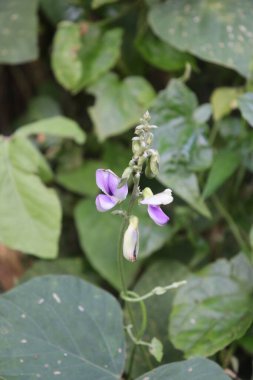 duvar kağıdı ve arkaplan için yeşil, kırmızı, beyaz, mor, pembe çiçeklerin güzel manzara resimleri