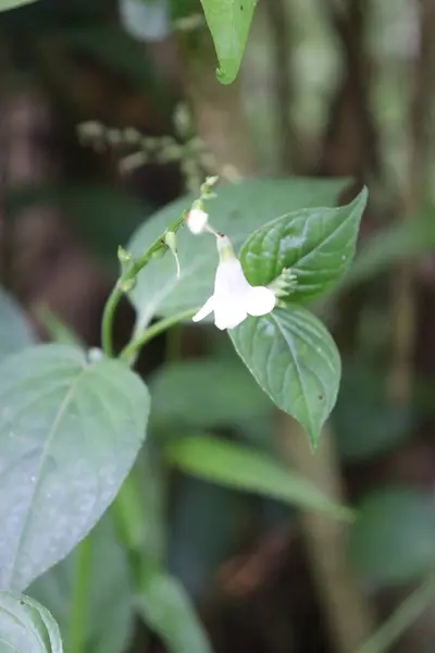 duvar kağıdı ve arkaplan için yeşil, kırmızı, beyaz, mor, pembe çiçeklerin güzel manzara resimleri