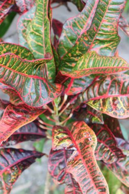 Bahçedeki güzel beyaz, kırmızı ve pembe çiçek manzarası