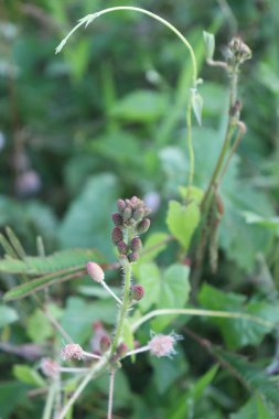 Bahçedeki güzel beyaz, kırmızı ve pembe çiçek manzarası