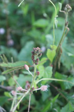 Bahçedeki güzel beyaz, kırmızı ve pembe çiçek manzarası