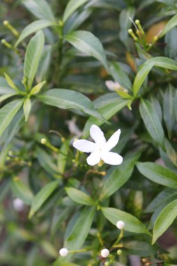 Bahçedeki güzel beyaz, kırmızı ve pembe çiçek manzarası
