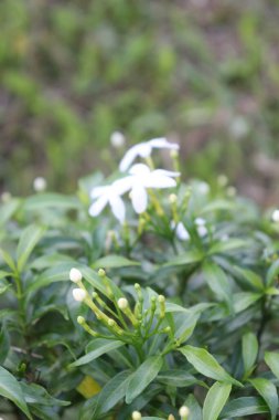 Bahçedeki güzel beyaz, kırmızı ve pembe çiçek manzarası