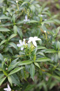 Bahçedeki güzel beyaz, kırmızı ve pembe çiçek manzarası