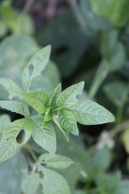 Bahçedeki güzel beyaz, kırmızı ve pembe çiçek manzarası