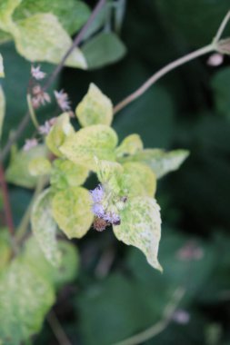 Bahçedeki güzel beyaz, kırmızı ve pembe çiçek manzarası