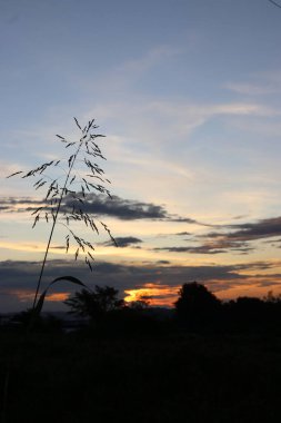 Gün batımında ağaçların, bulutların ve gökyüzünün manzarası