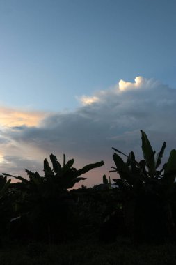 Gün batımında ağaçların, bulutların ve gökyüzünün manzarası