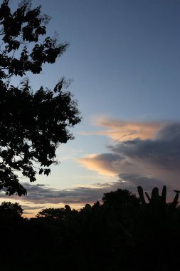 Gün batımında ağaçların, bulutların ve gökyüzünün manzarası