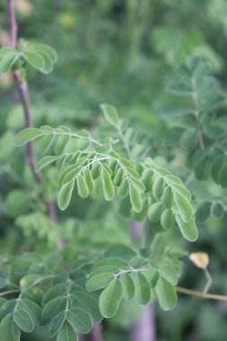Lezzetli, yeşil bir sabah ağacı resmi.