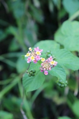 Çiçek bahçesinde açan mor, pembe ve sarı çiçeklerin görüntüsü.