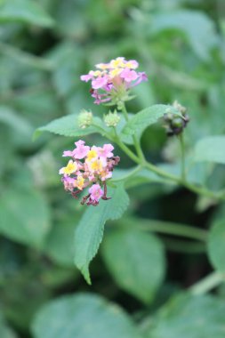 Çiçek bahçesinde açan mor, pembe ve sarı çiçeklerin görüntüsü.
