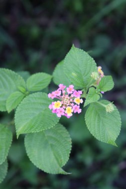 Çiçek bahçesinde açan mor, pembe ve sarı çiçeklerin görüntüsü.