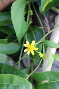 Çiçek bahçesinde açan güzel sarı bir çiçeğin resmi.