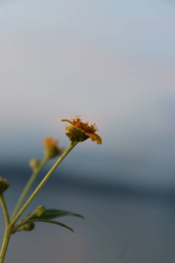 Gün batımında kumsalda açan bir çiçeğin resmi.