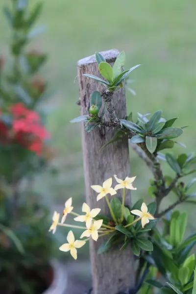 Bahçedeki güzel beyaz, kırmızı ve pembe çiçek manzarası