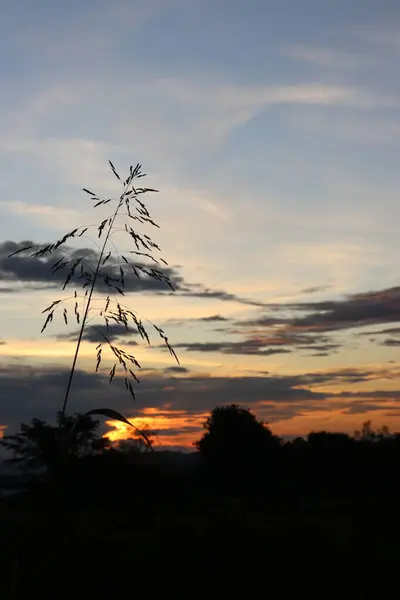 Gün batımında ağaçların, bulutların ve gökyüzünün manzarası