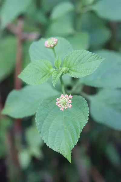 Çiçek bahçesinde açan mor, pembe ve sarı çiçeklerin görüntüsü.