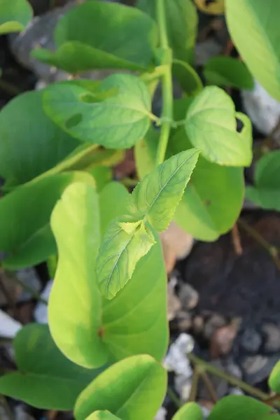 Çiçek bahçesinde açan güzel sarı bir çiçeğin resmi.
