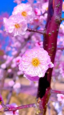 Bahçede çiçek açan güzel çiçeklerin videosu