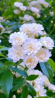 Bahçede çiçek açan güzel çiçeklerin videosu