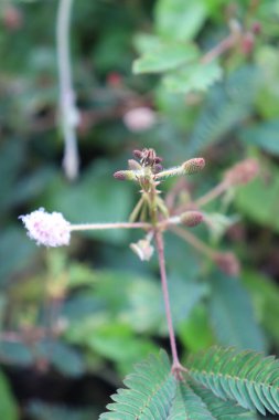 Bahçedeki pembe çiçeklerin görüntüsü, yeşil yapraklar, sakin bulutlar ve gökyüzü ve güzel doğa.