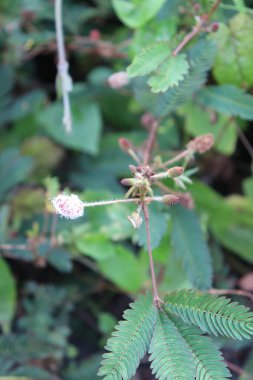 Bahçedeki pembe çiçeklerin görüntüsü, yeşil yapraklar, sakin bulutlar ve gökyüzü ve güzel doğa.