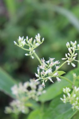 Bahçede açan beyaz çiçeklerin görüntüsü, yeşil yapraklar, sakin bulutlar ve gökyüzü ve güzel doğa.