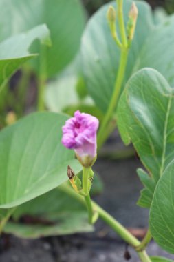 Bahçedeki pembe çiçeklerin görüntüsü, yeşil yapraklar, sakin bulutlar ve gökyüzü ve güzel doğa.