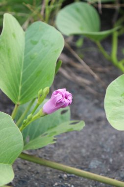 Bahçedeki pembe çiçeklerin görüntüsü, yeşil yapraklar, sakin bulutlar ve gökyüzü ve güzel doğa.