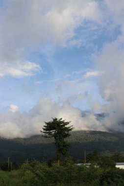 Yeşil yaprakların, bulutların, sakin gökyüzünün ve güzel doğanın resimleri.