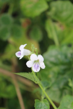 Bahçede açan beyaz çiçeklerin görüntüsü, yeşil yapraklar, sakin bulutlar ve gökyüzü ve güzel doğa.
